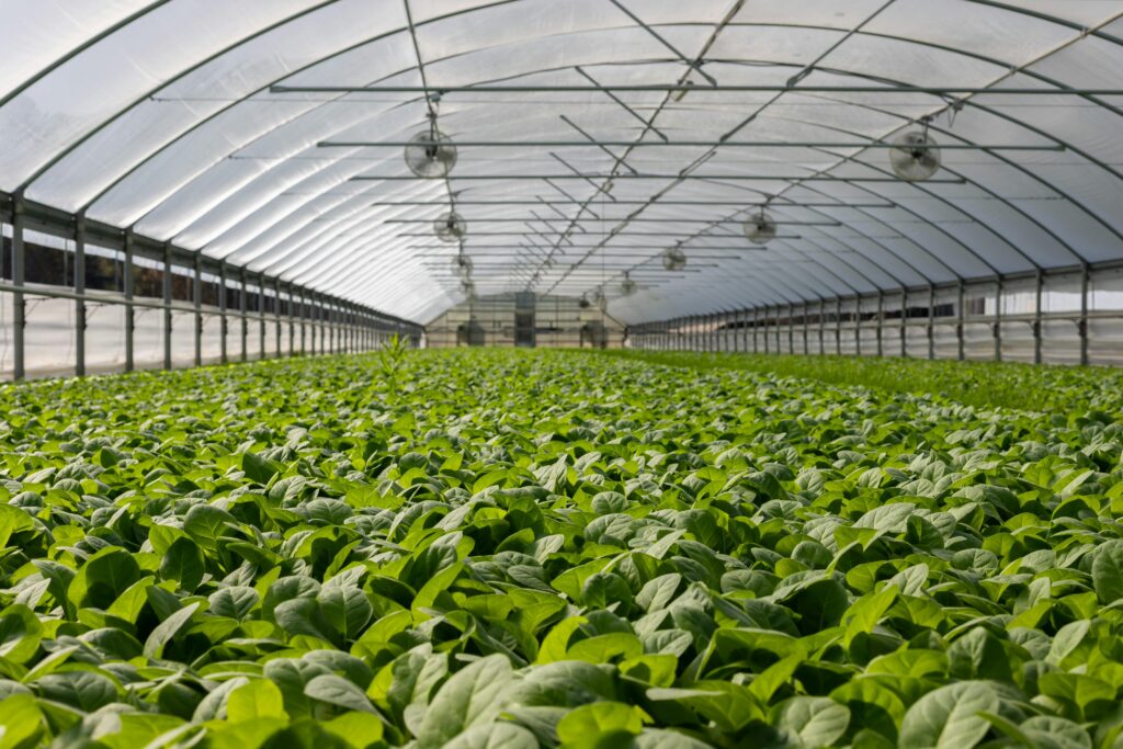 Top 5 Greenhouse Picks of 2025 Explore a vibrant indoor greenhouse filled with fresh green plants ready for harvest.