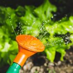 10 Must-Have Tools for Indoor Gardeners in 2025 watering plants with a watering can 150x150.jpg